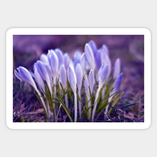 Violet Poetry of Spring Sticker by SILVA_CAPITANA